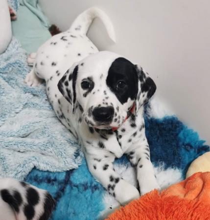 Dalmatian puppy for sale by JALORCA