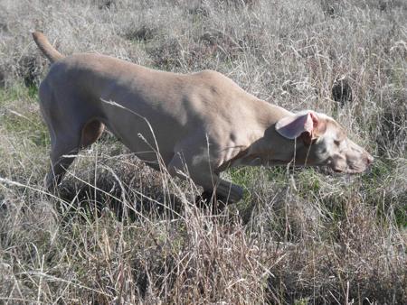 Weimaraner for sale by MORAGO