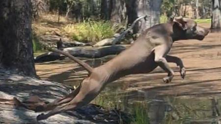 Weimaraner for sale by MORAGO