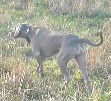 Weimaraner for sale by MORAGO