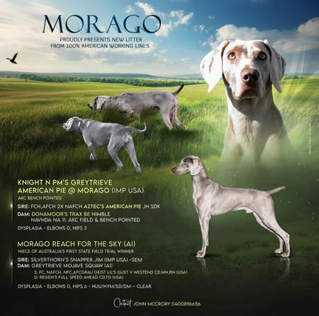 Weimaraner for sale by MORAGOBIGPONDNETA
