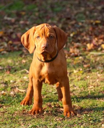 Hungarian Vizsla Puppies for Sale