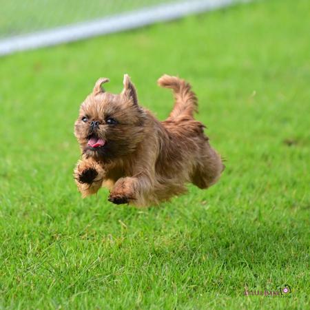 Griffon Bruxellois for sale by DIVINISEPUGS