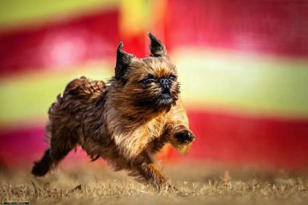 Griffon Bruxellois for sale by DIVINISE