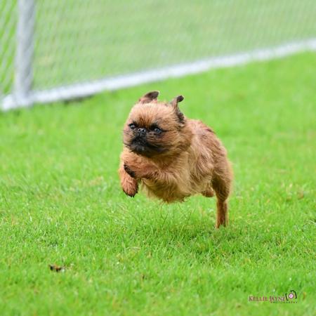 Griffon Bruxellois for sale by DIVINISE