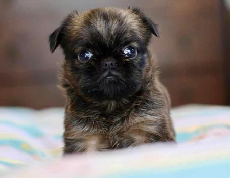 Griffon Bruxellois for sale by DIVINISE