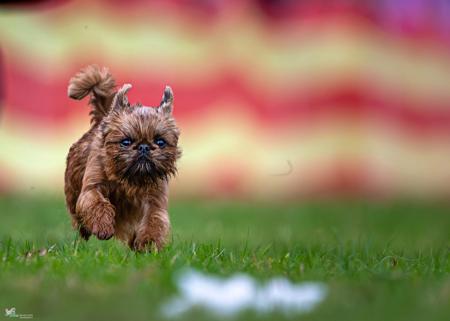 CH Clmbasu Divine Intervention SPRD Griffon Bruxellois
