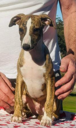 Whippet puppy for sale by JONZP