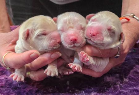 Golden Retriever puppy for sale by SHOGOLD