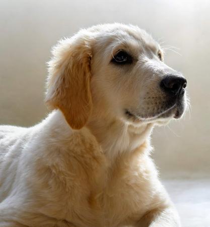 Shogold Enter The Matrix Golden Retriever