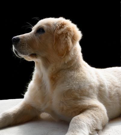 Shogold Glitch in Time Golden Retriever
