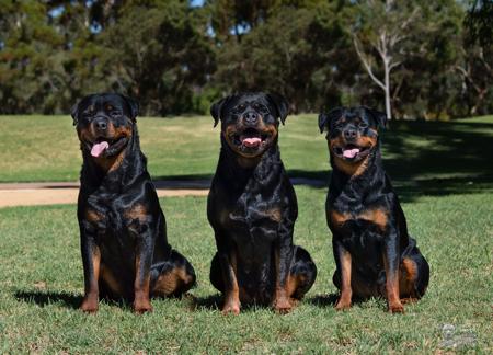 Rottweiler for sale by ZEMPAHPHI