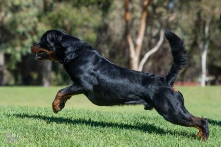 Rottweiler for sale by ZEMPAHPHI
