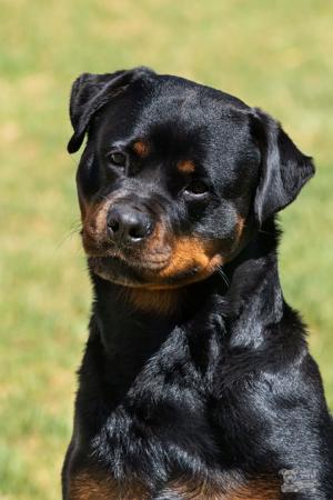Rottweiler for sale by ZEMPAHPHI