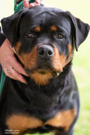 Rottweiler for sale by ZEMPAHPHI