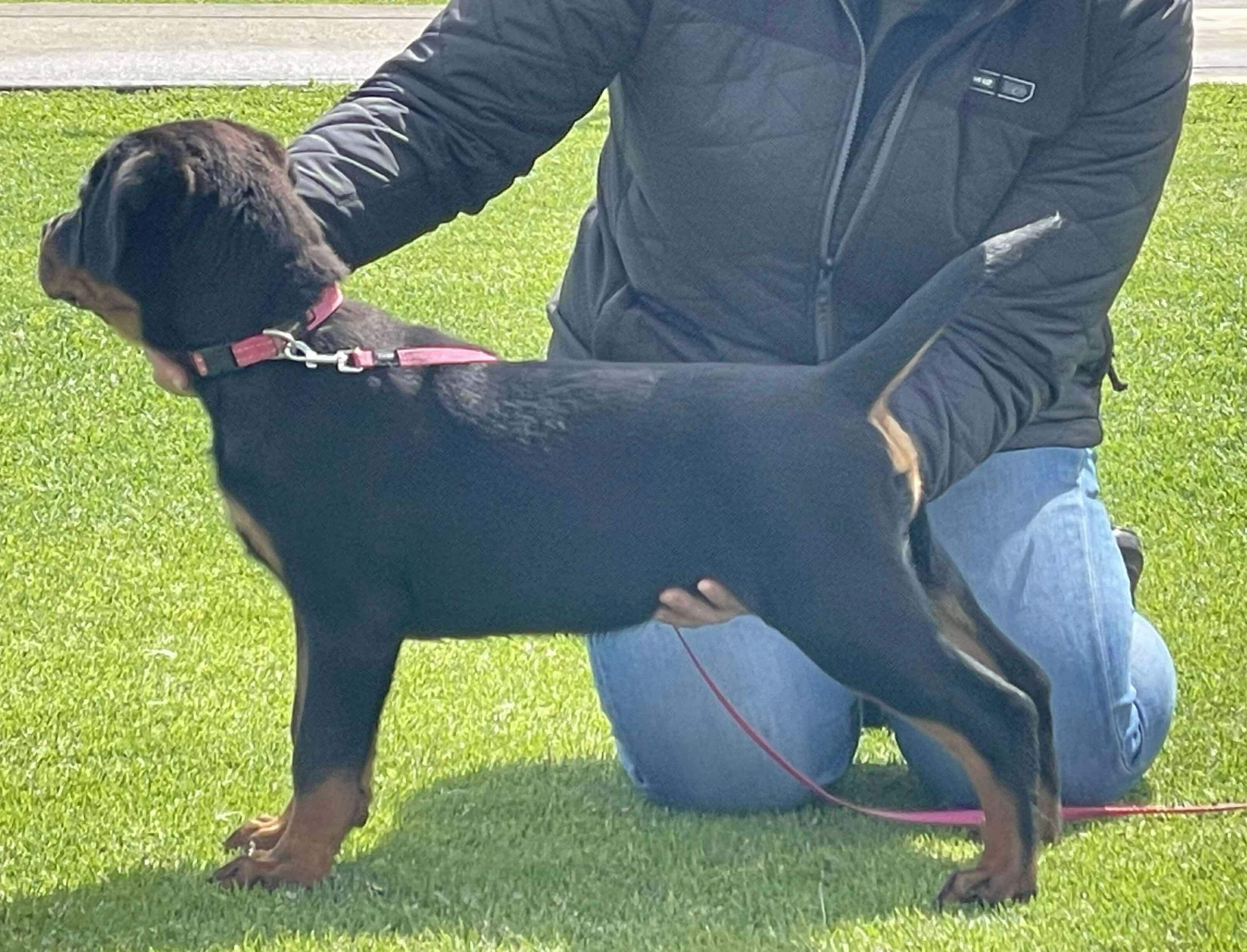 Arkahla Ante Up Rottweiler - Owned by Ms A Wells