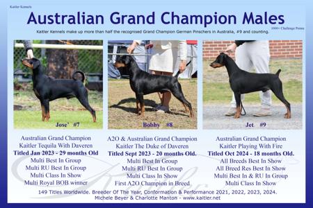 German Pinscher for sale by KAITLER