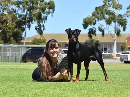 German Pinscher for sale by KAITLER