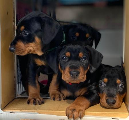 German Pinscher for sale by KAITLER