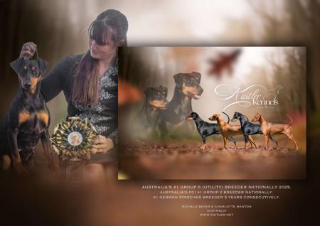 German Pinscher for sale by KAITLER