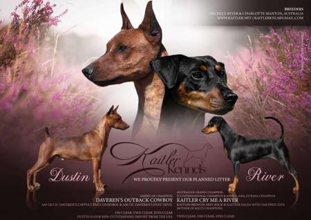 German Pinscher puppy for sale by KAITLER