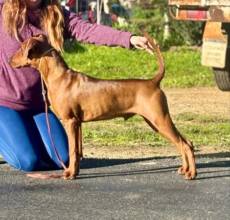 Kaitler Ladies Clutcher Pearls German Pinscher