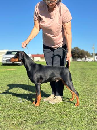 Kaitler Storm The Bastille German Pinscher