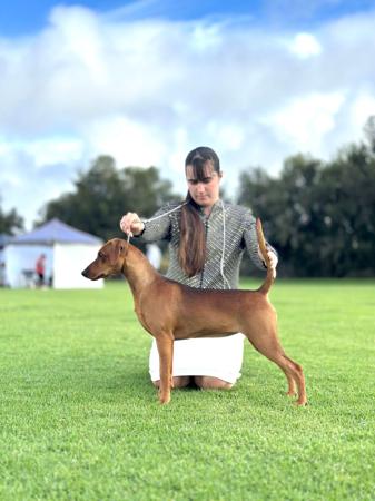 Kaitler Screen Shot This German Pinscher
