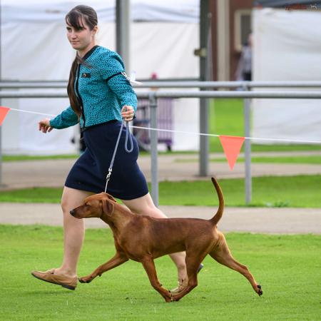 Kaitler Diamonds N Deception German Pinscher