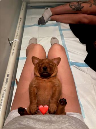 Labrador Retriever puppy for sale by WAYGLENN