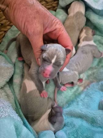 Whippet for sale by BROCHTAURACH