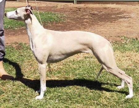 Whippet for sale by BROCHTAURACH