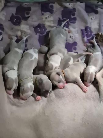 Whippet for sale by BROCHTAURACH