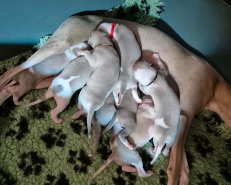 Whippet for sale by BROCHTAURACH