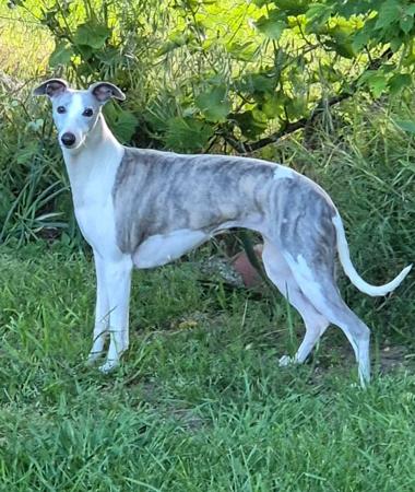 Whippet for sale by BROCHTAURACH