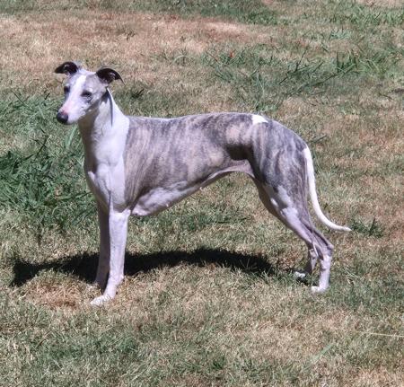 Whippet for sale by BROCHTAURACH