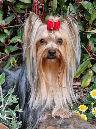 Yorkshire Terrier for sale by TYASSAGOLD