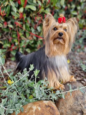 Yorkshire Terrier for sale by TYASSA