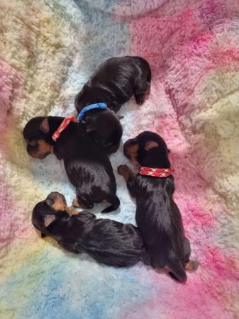 Yorkshire Terrier for sale by TYASSA