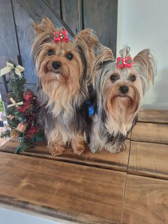 Yorkshire Terrier for sale by TYASSA