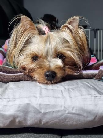 Yorkshire Terrier for sale by TYASSA