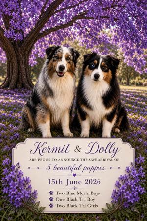 Australian Shepherd puppy for sale by CRYSTALEYE