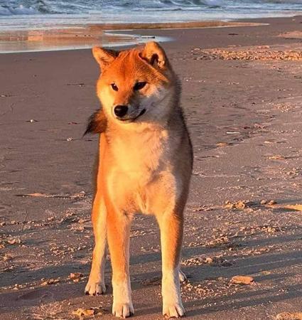 Shiba Inu for sale by KAZOKUSHIBA