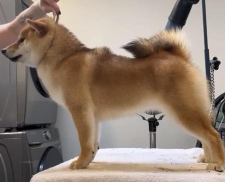 Shiba Inu for sale by KAZOKUSHIBA