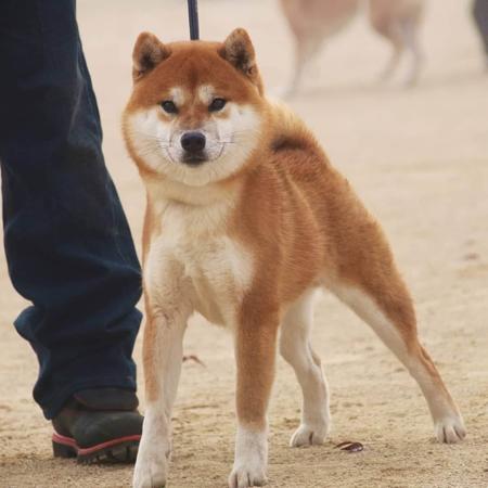 Shiba Inu for sale by KAZOKUSHIBA
