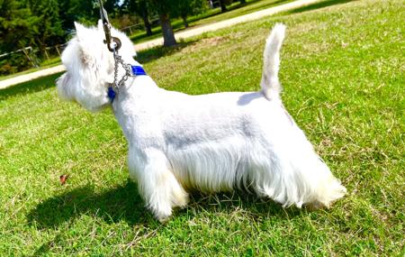 West Highland White Terrier for sale by WESCOTTHOPE