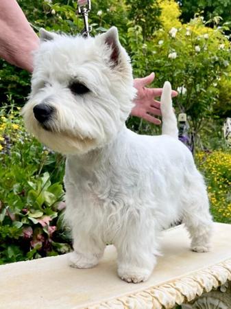 West Highland White Terrier for sale by WESCOTTHOPE