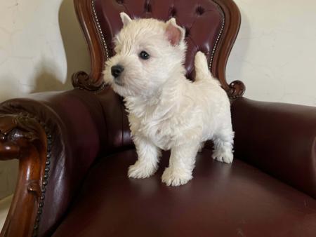 West Highland White Terrier for sale by WESCOTTHOPE