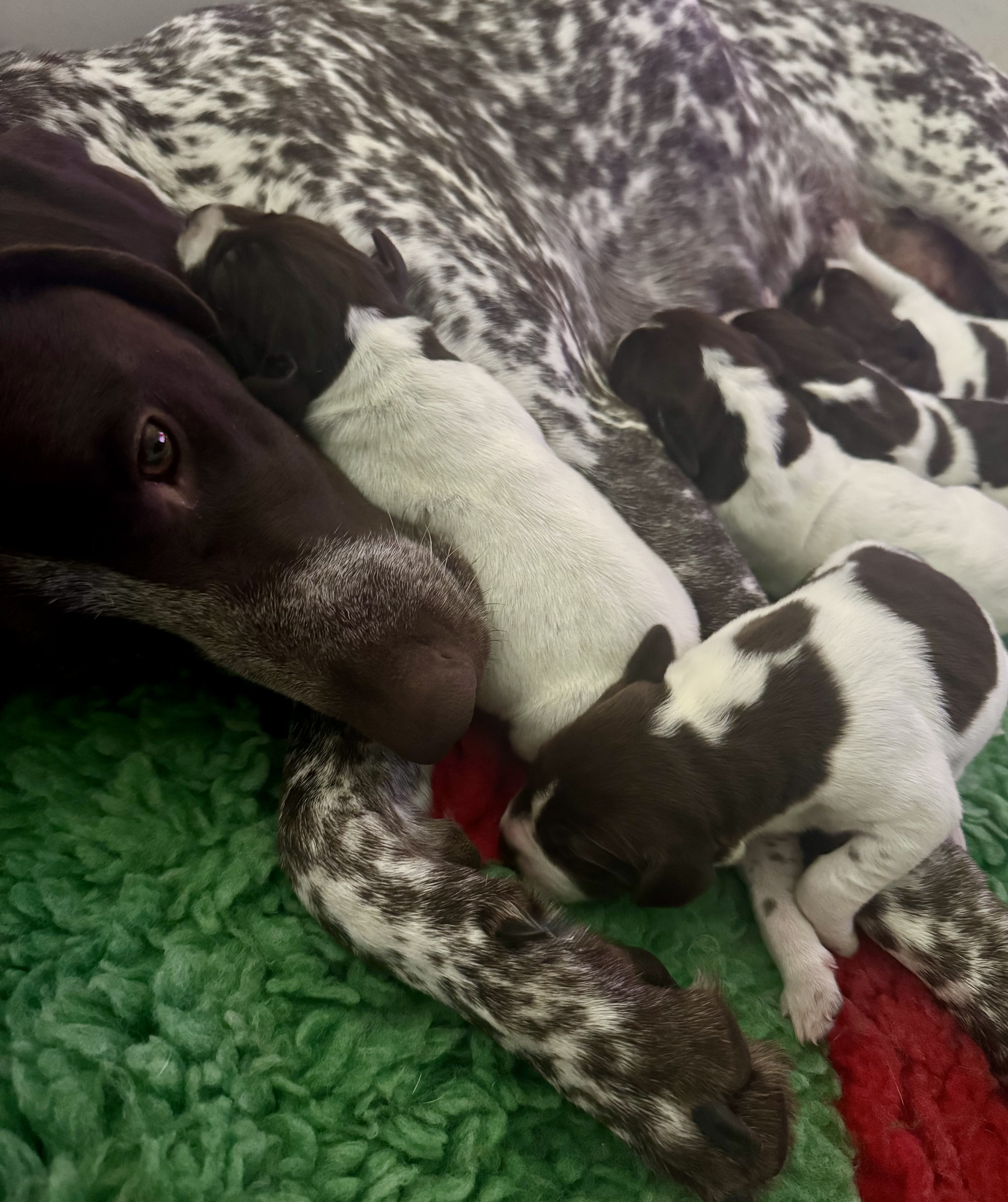 German Shorthaired Pointer puppy for sale by EDELHOF