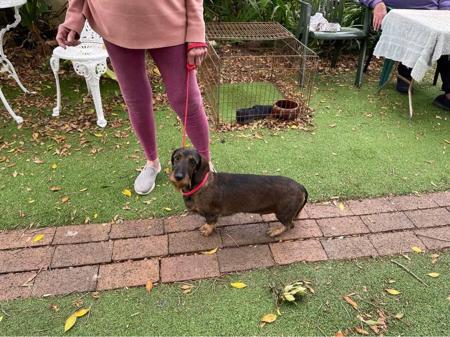 Dachshund (Wire Haired) puppy for sale by WYREDACH